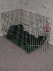 Comfy cage for when you need to be punished (I'll pee into that water bottle so that you'll have something to drink)...