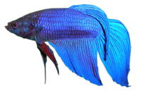 AlphaBettaFishLogo (8K)