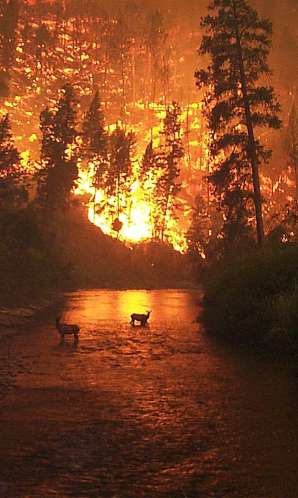 Forest Fire