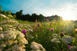 1394493 flower field at sunset