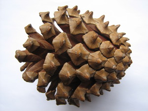 The spiny cone, opened